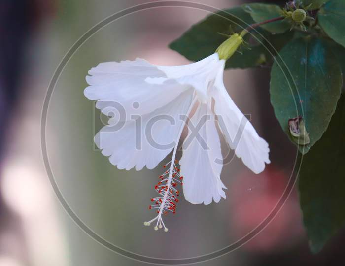 THIS IS A PHOTO OF WHITE JASMINE