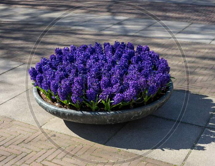 Flower Garden, Netherlands , A Purple Flower On A Sidewalk
