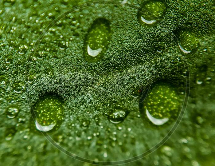 Dew drops on leaf texture macro shot