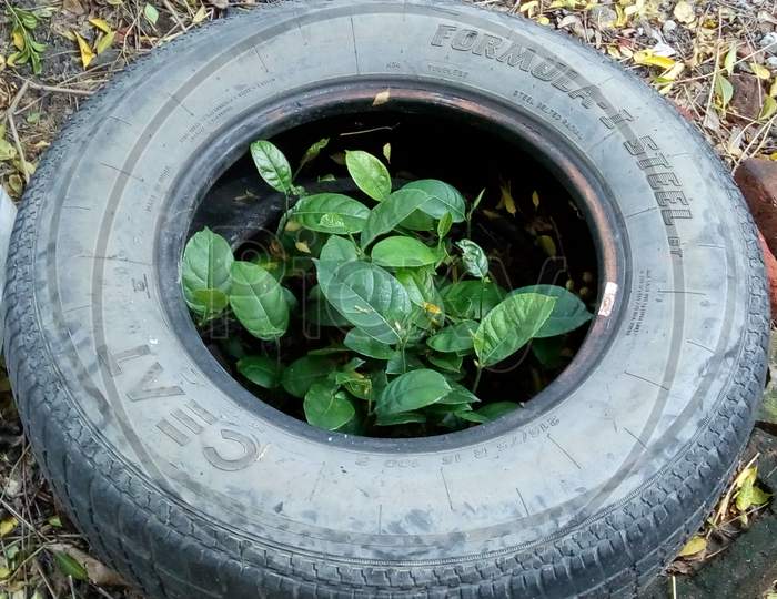 Plants planted in the tire