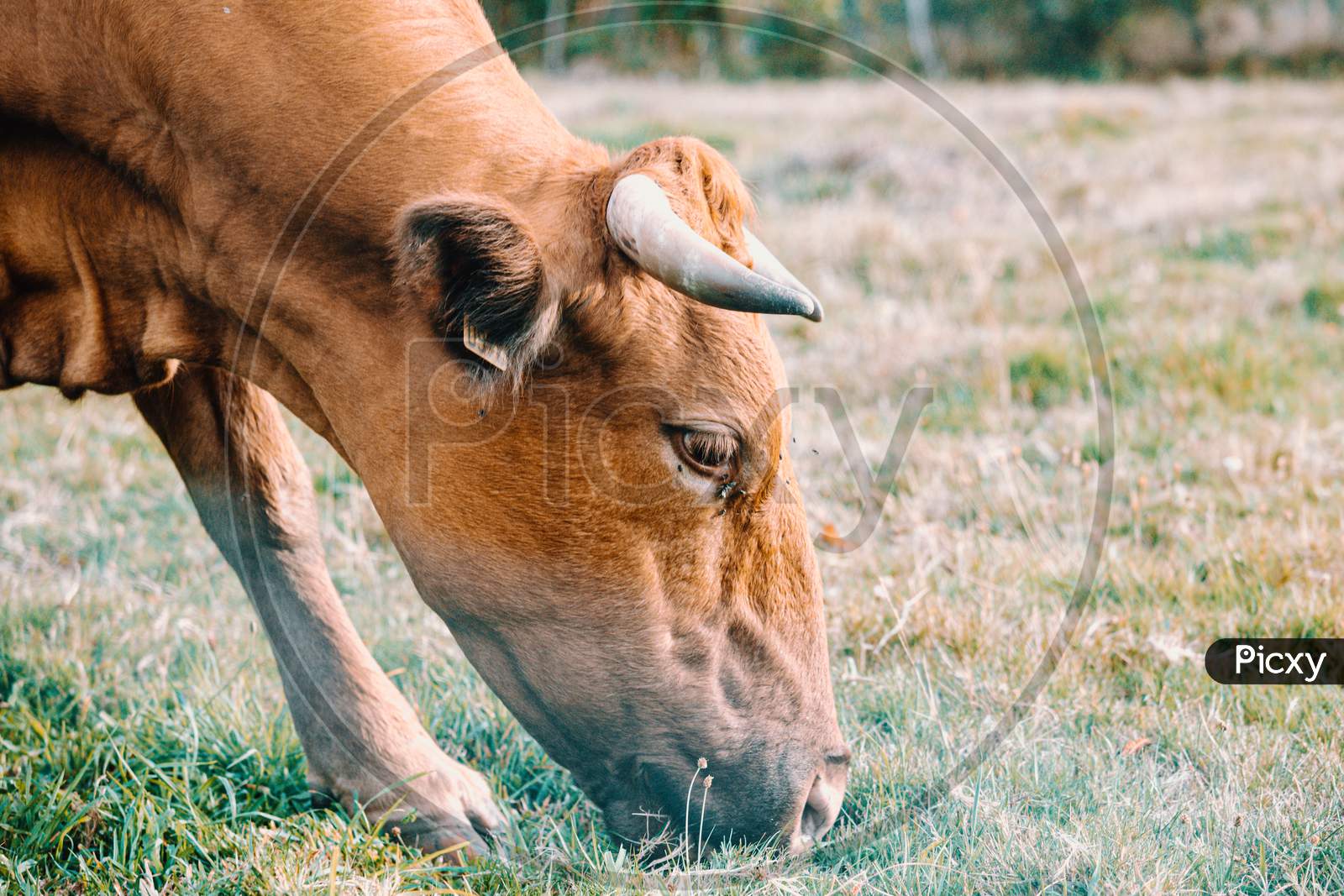 Brown Cow With Giant Horns Eating Grass In The Farm