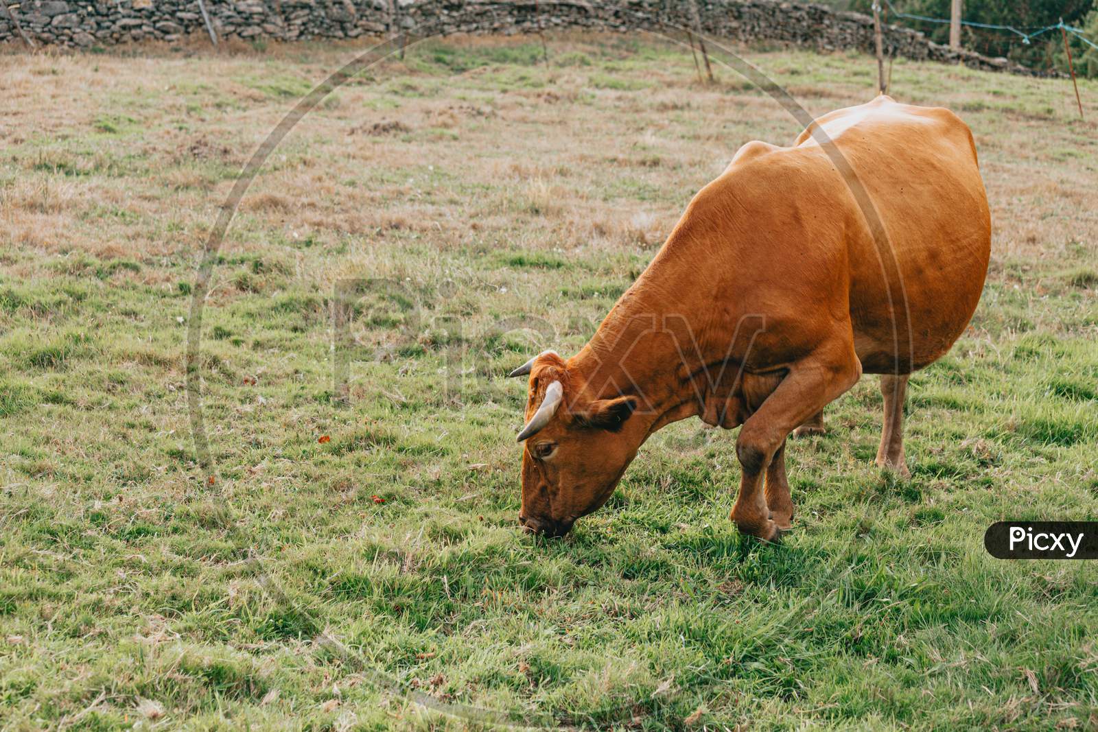 Brown And Super Big Cow Eating Over Green Grass In The Farm