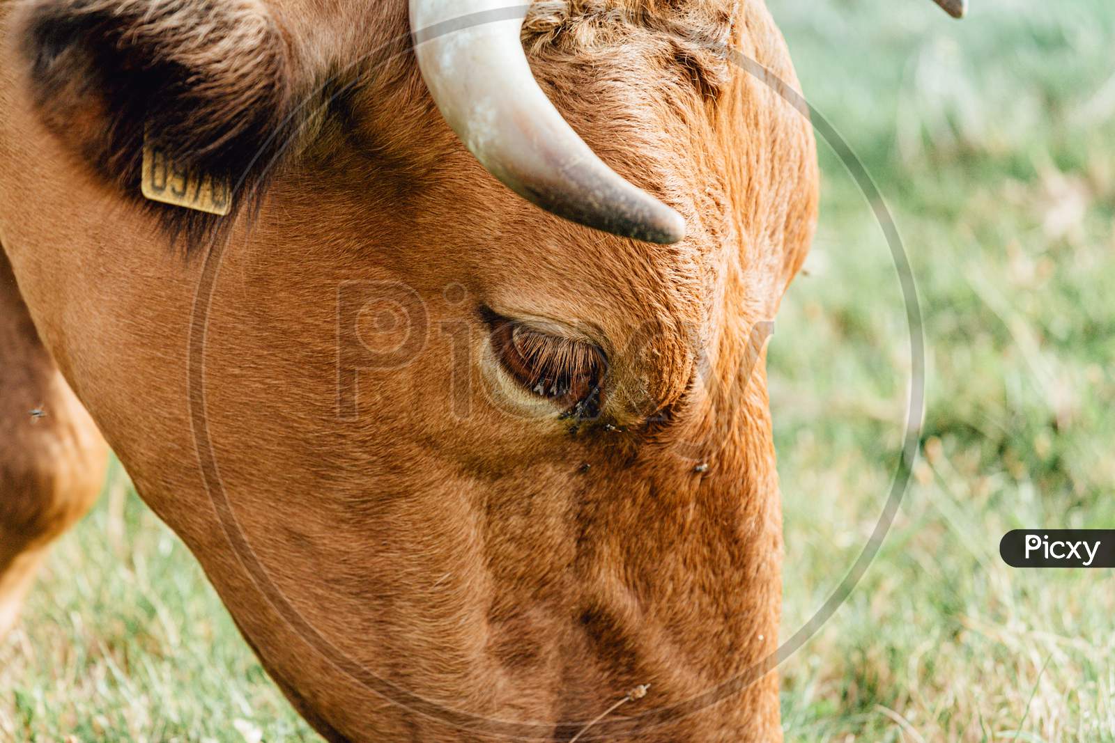 Close Up Of A Brown Cow With Giant Horns And Super Furry Head