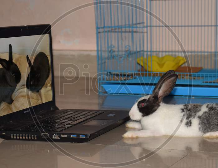 Baby Rabbit watching video