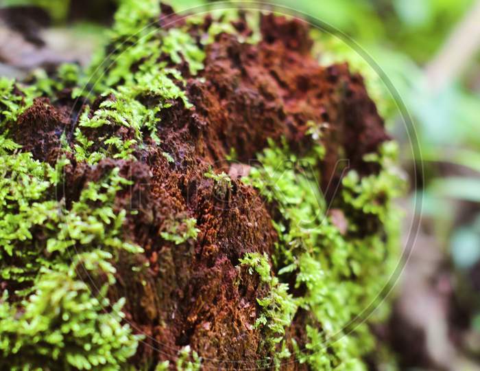 Close Up Photo With Selective Focus On Green Moss On Tree Root.