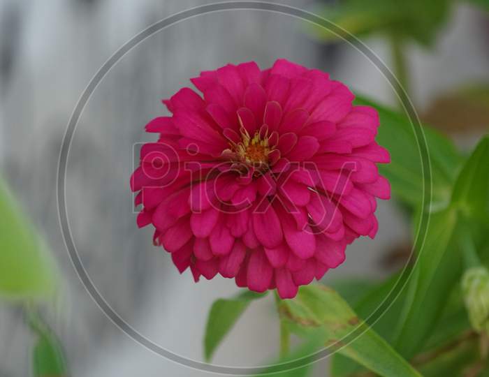 pink zinnia flower photo