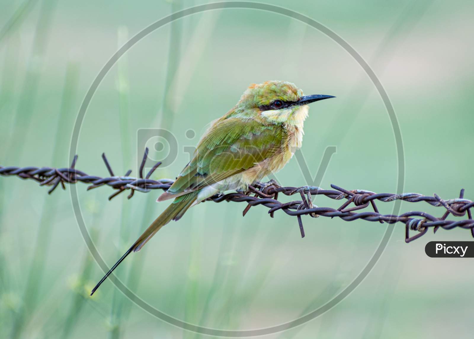 The Green-bee Eater