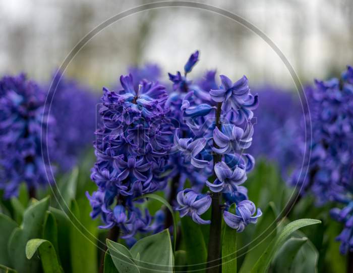 Flower Garden, Netherlands , A Close Up Of A Purple Flower