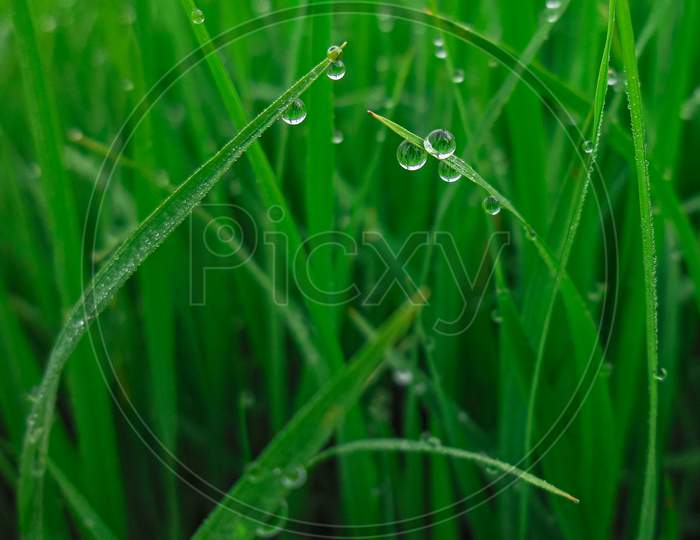 Beautiful dew drops