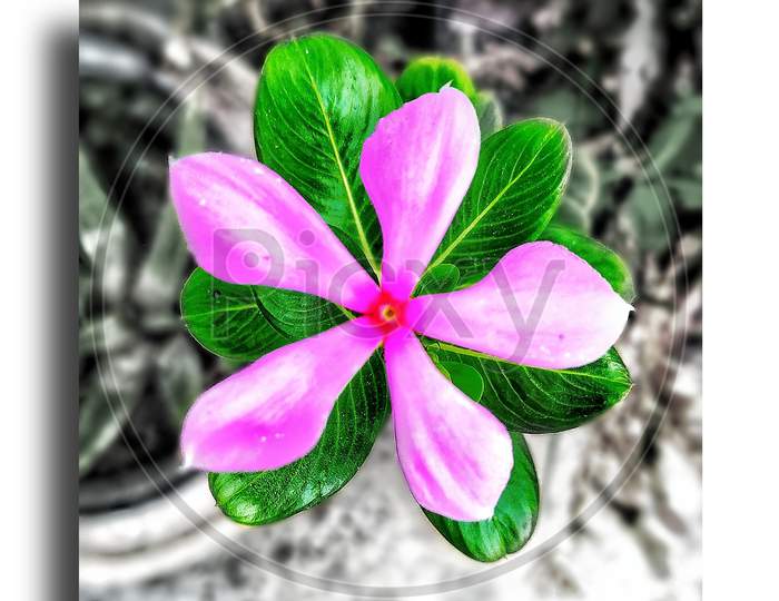 Evergreen flower, 3d editing