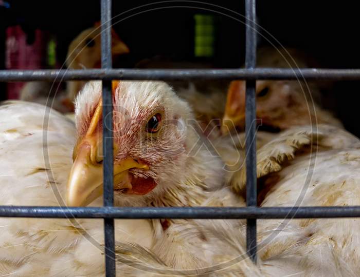 Chicken in cage grid close up shot photography