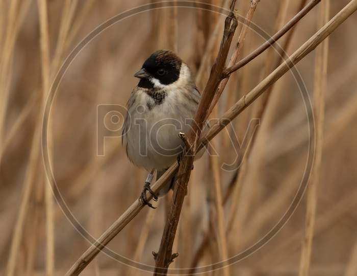Male Reed Bunting (Emberiza Schoeniclus) Perched In Reeds With Autumn Tones