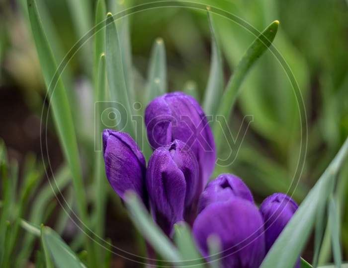 Flower Garden, Netherlands , A Purple Flower And Green Grass