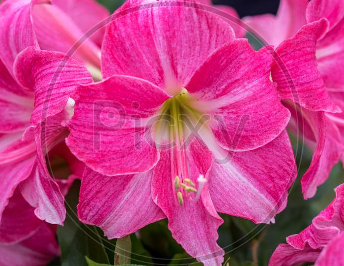 Flower Garden, Netherlands , A Close Up Of A Pink Flower On A Plant