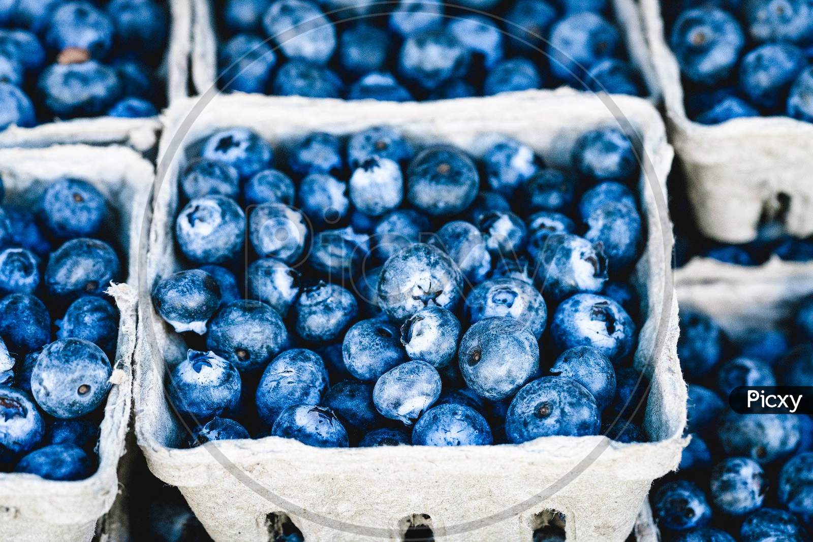 blue,blueberry,berry,food,plant,fruit,