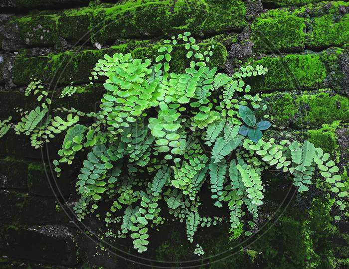 Beautiful plant on wall