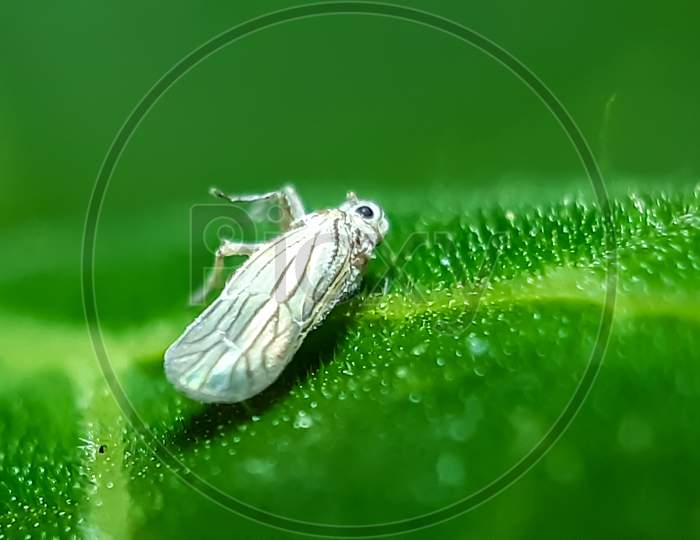 There Is A White Insect Dead On The Green Leaves And A Green Background.