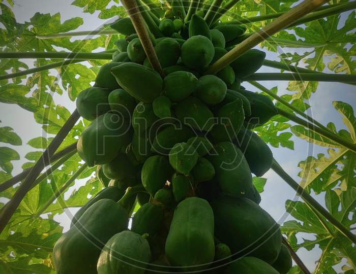Papaya plant with lots of papaya
