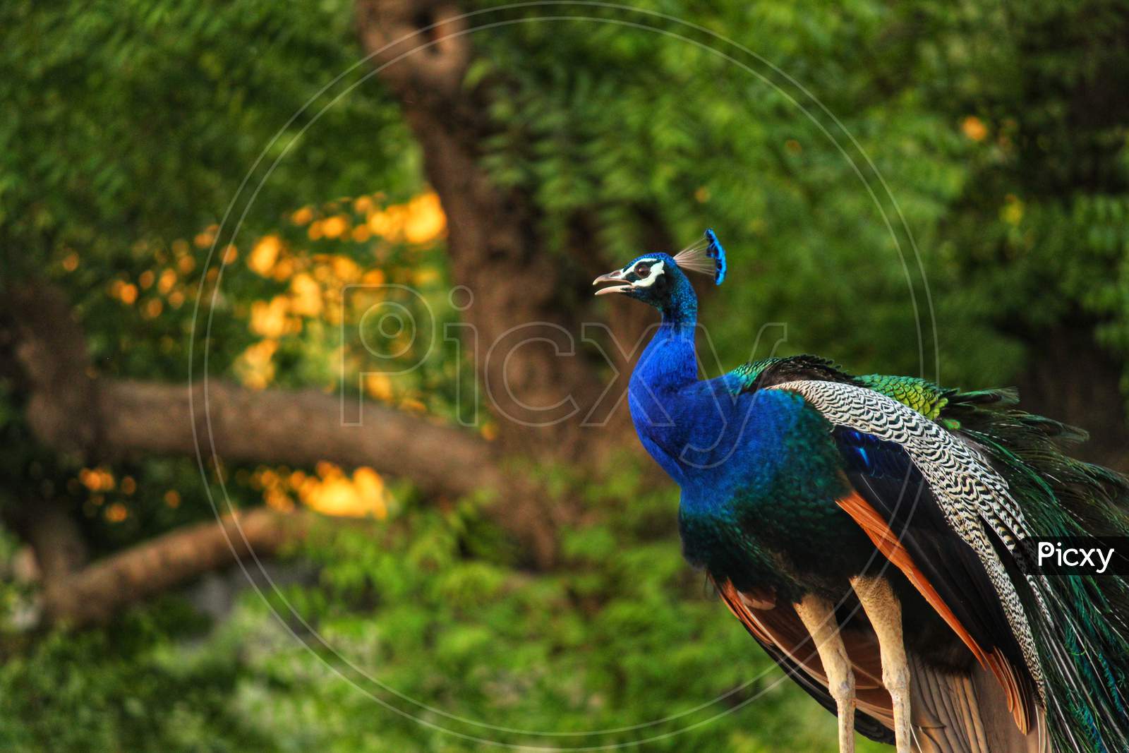 Dancing peacock