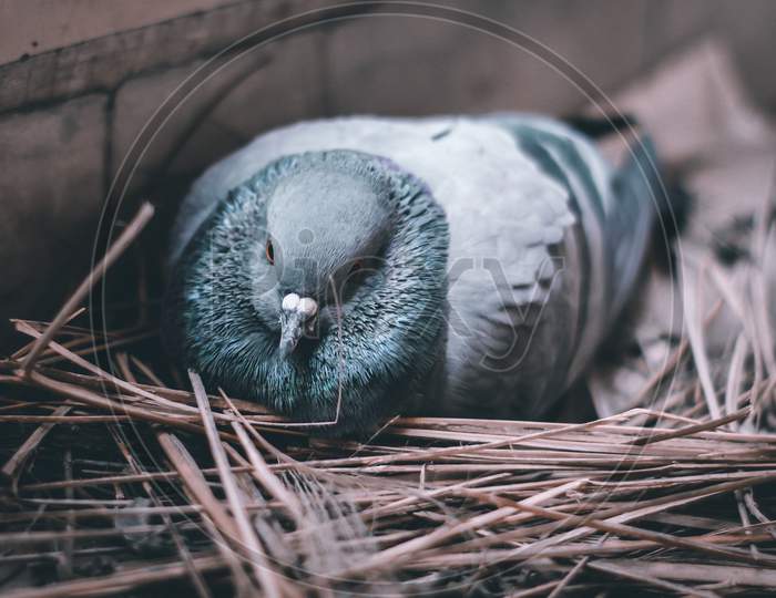Pigeon Sitting in her nest