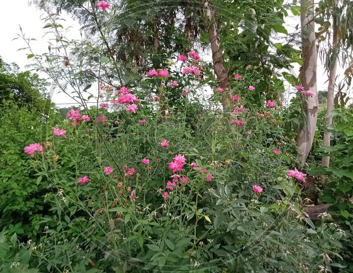 Rose flowering plant in garden