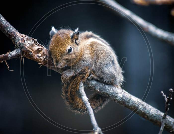 squirrel,wildlife,branch,tail,snout,rodent