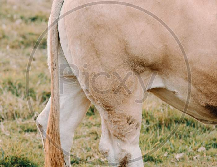 Tail And Udders Of A Blond Cow