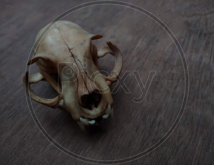 Cat skull on wooden background