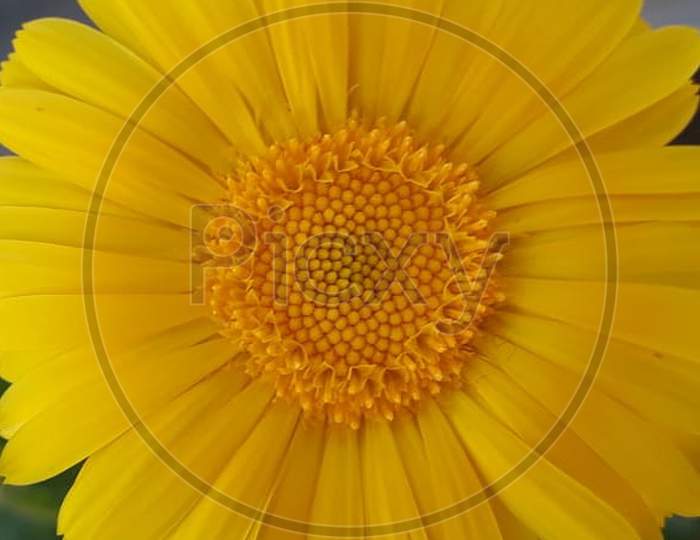 Macro, sunflower, flower