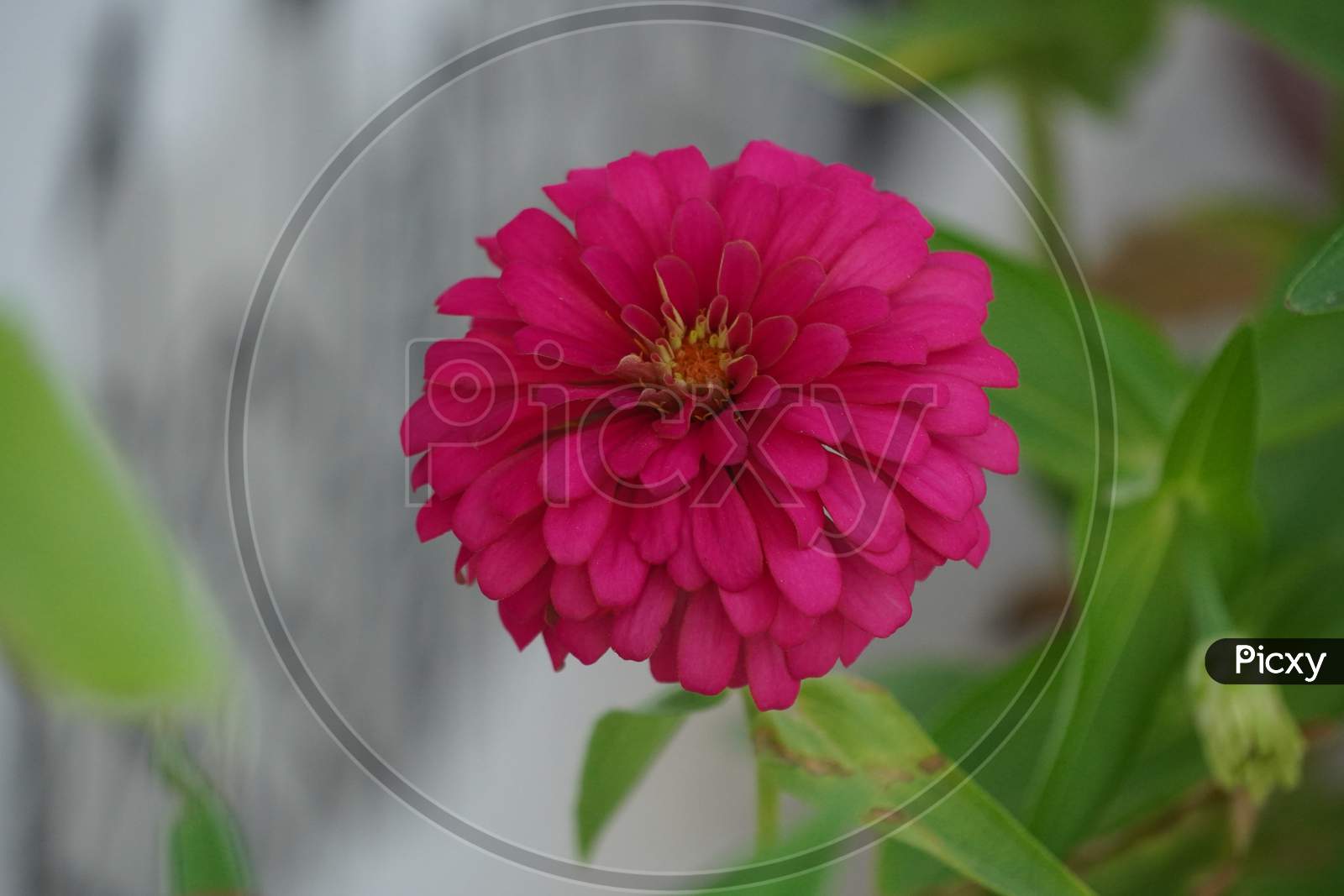 pink zinnia flower photo