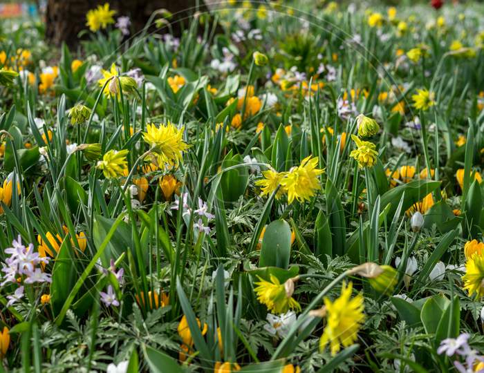 Flower Garden, Netherlands , A Yellow Flower In A Field