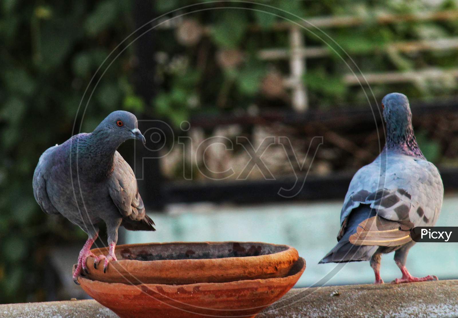 beautiful pigeon images