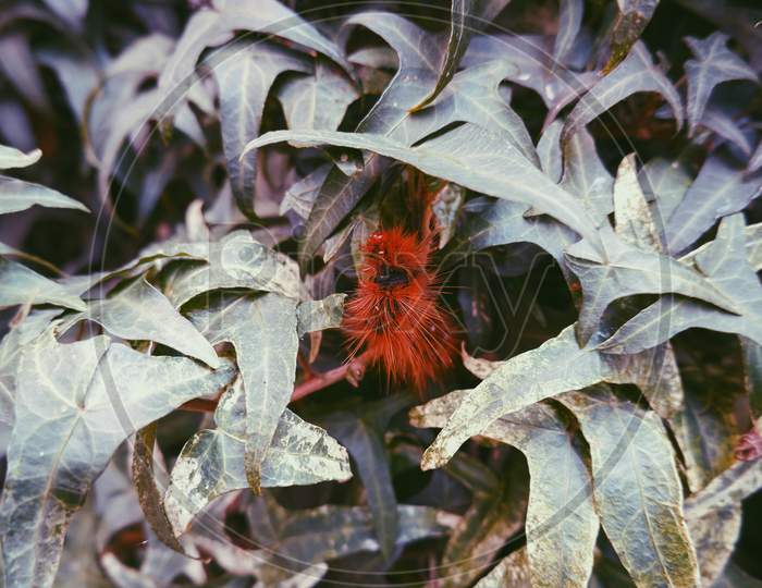 II. Red Caterpillar