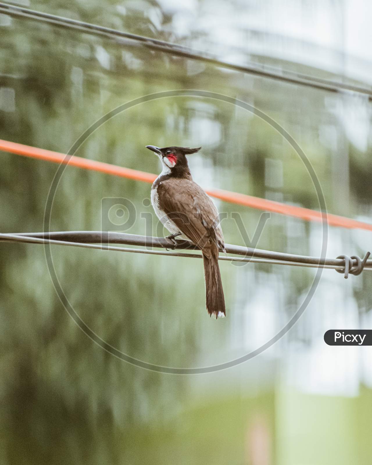 It's a Red-Whiskered Bulbul. Close up shot.