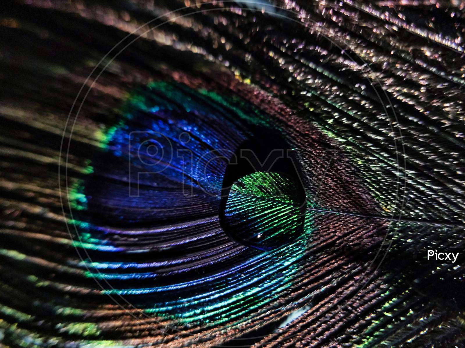 Beautiful Peacock Feather On Nature Background. Close-up. Stock Photo,  Picture and Royalty Free Image. Image 204728406.
