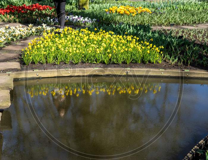Flower Garden, Netherlands, , A Close Up Of A Flower Garden