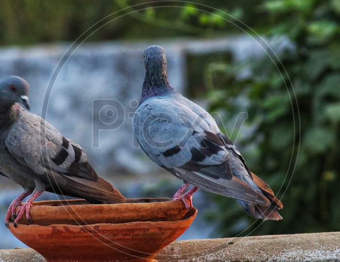 Pair of beautiful pigeon