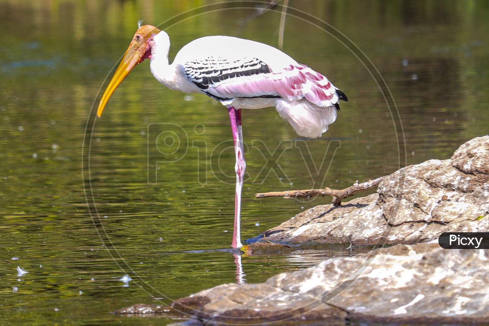 THIS IS A PHOTO OF Painted Stork