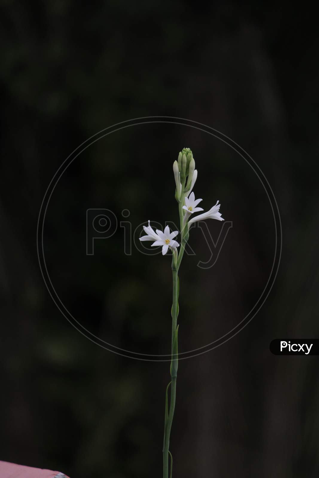 beautiful polianthes tuberose plant and flower