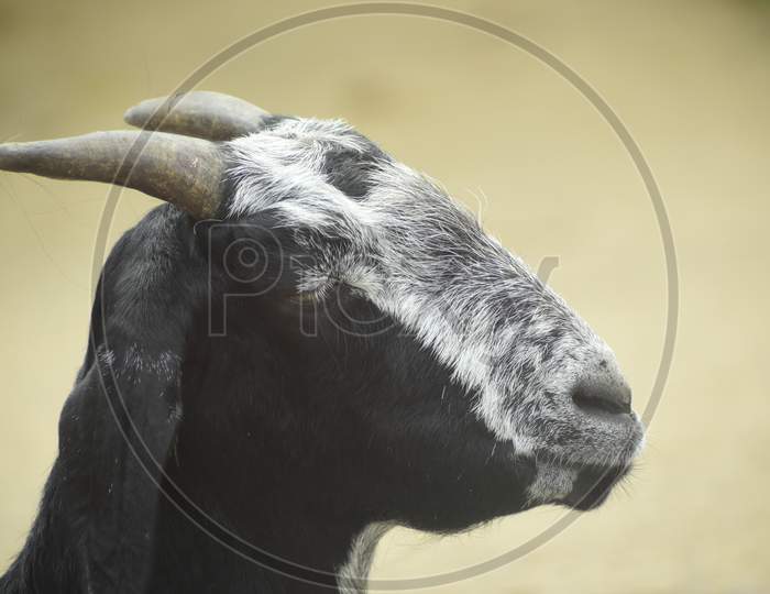 Wise Goat