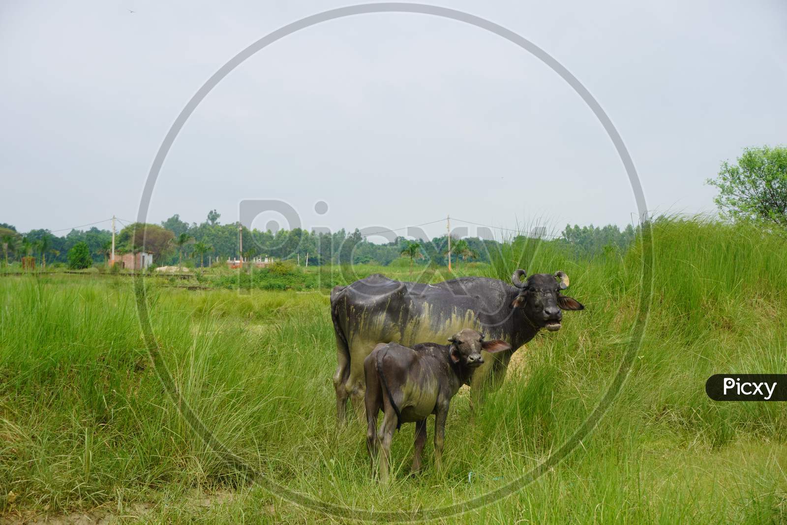 buffalo with baby buffalo photo in the grass field