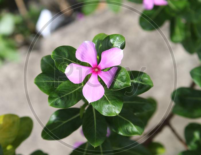 pink little flower closeup