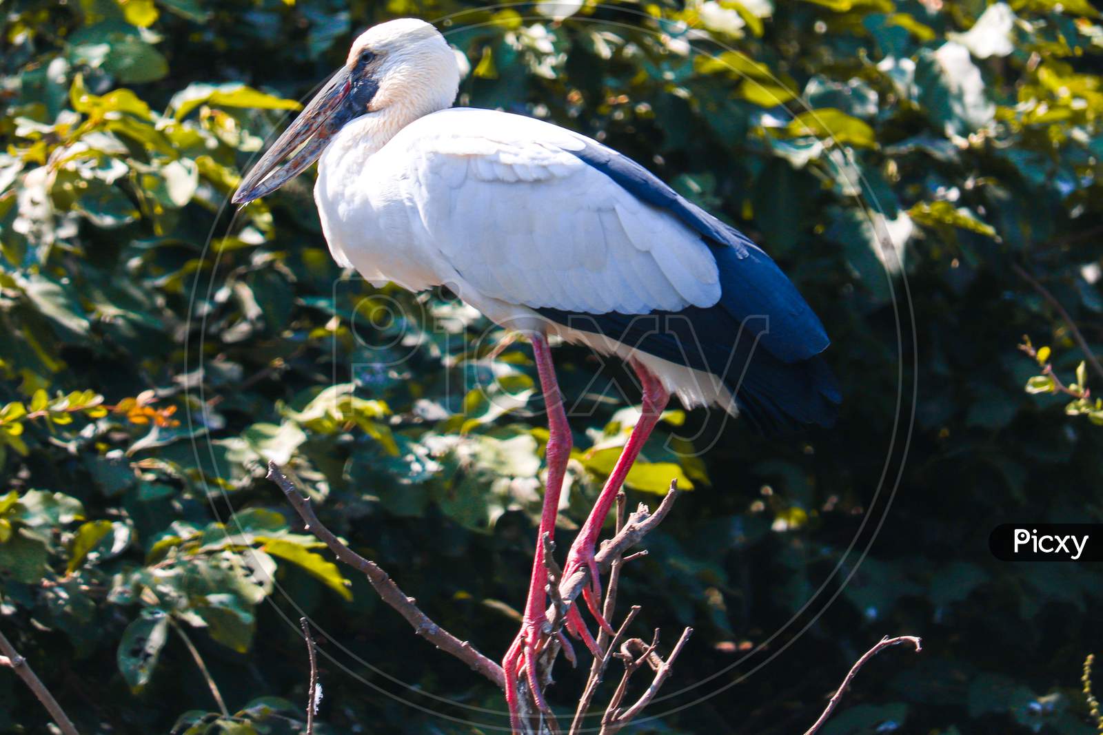 THIS IS A PHOTO OF ASIAN OPENBILL