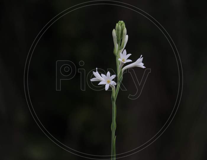 beautiful polianthes tuberose plant and flower