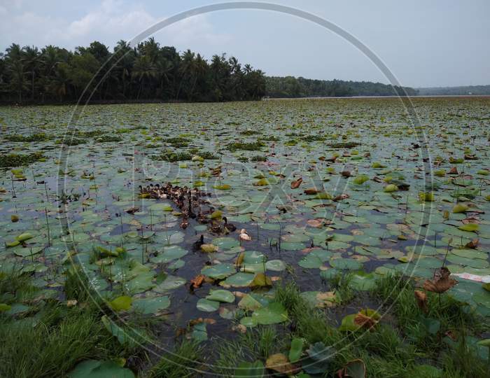 Fresh water lake in southern kerala Vellayani lake