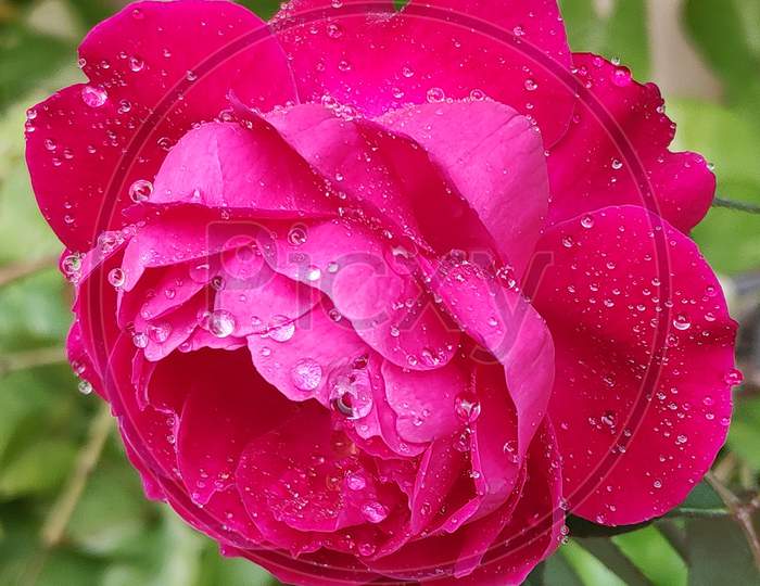 Rose Flower after Rain