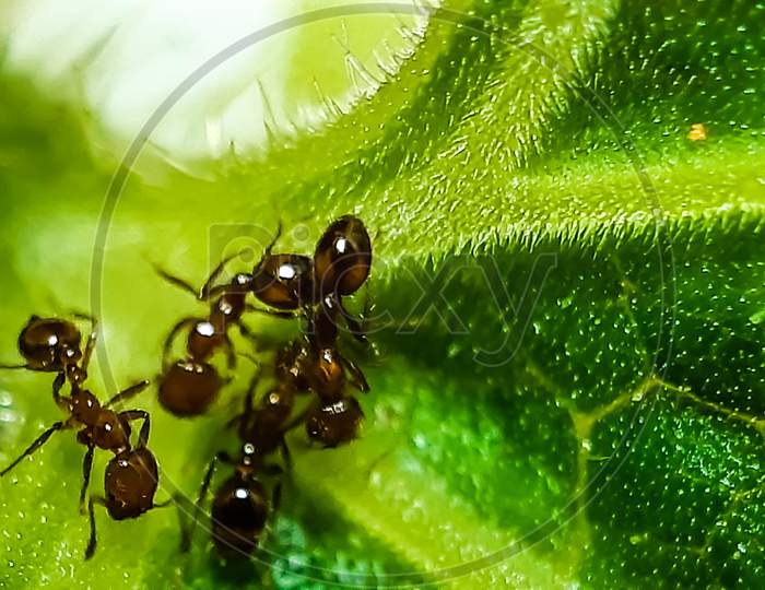 There Are Many Red Ant Sitting On The Green Leaves And The Sunlight Is Being Reflected
