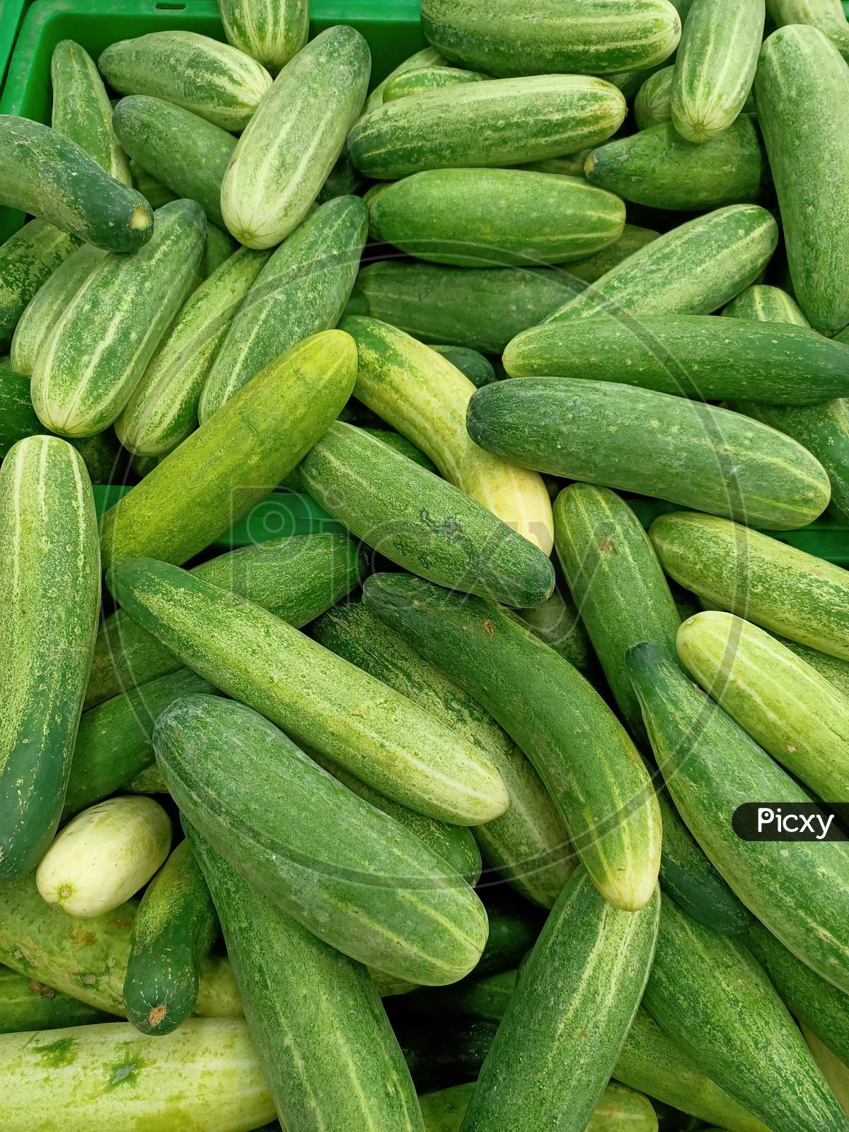 A Native species of Farm fresh Cucumbers used in Indian Cooking grown in an nearby agricultural farm in   Mysuru countryside in Karnataka/India.