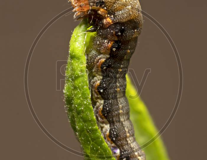 A larva