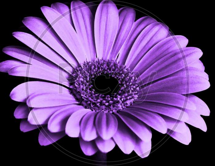 Nice flower, purple flower